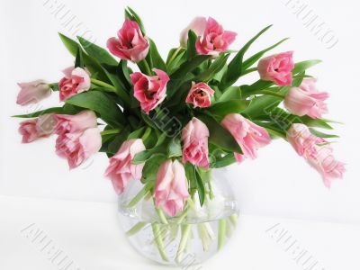 Bouquet of tulips