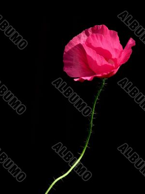 Pink poppy