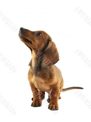 Dachshund puppy looking up