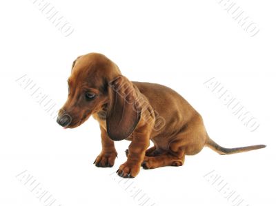 Brown dachshund