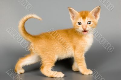 Kitten of Abyssinian breed