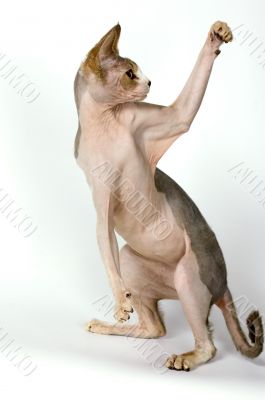 The Canadian sphynx