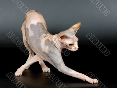 The Canadian sphynx