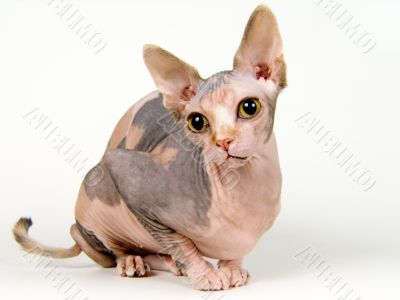 The Canadian sphynx