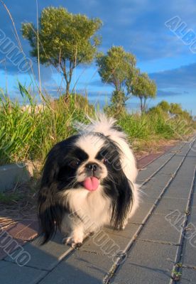 On evening walk