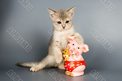 Kitten  in studio