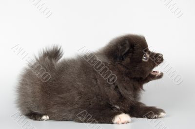 Puppies of the spitz-dog