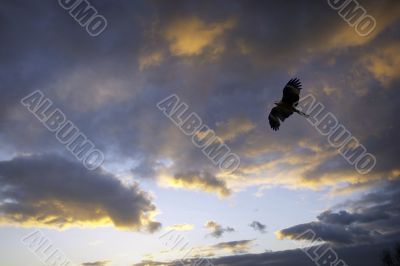 black kite