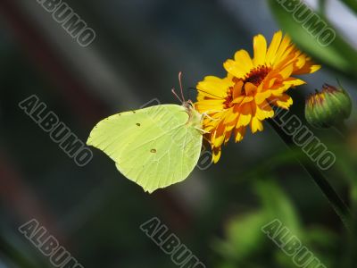 Yellow butterfly