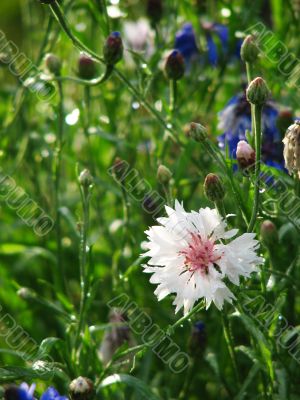 White cornflower after rain