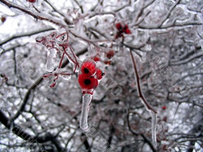 Iced Berries