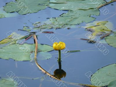 water-lily