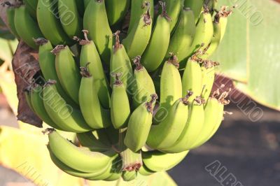 bananas