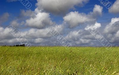 Green meadow