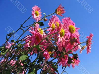 Colorful spring chrysanthemum