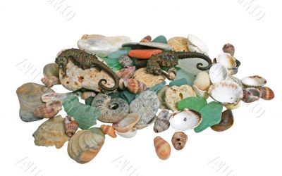 Sea shells