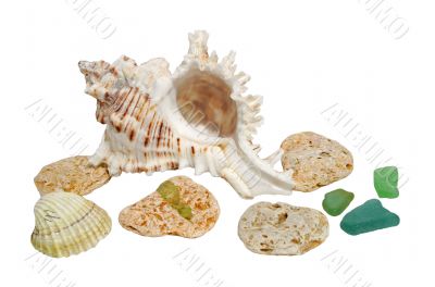 Sea shells