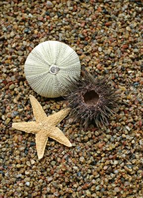 Starfish and sea-urchin on the beach