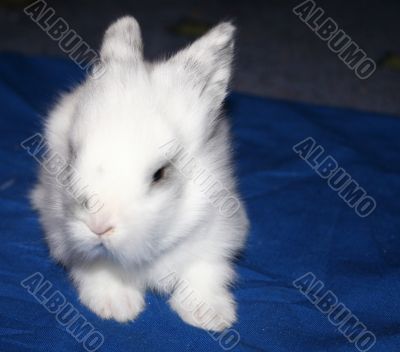 little bunny