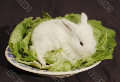 salad