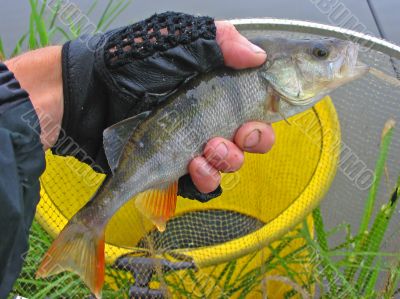 Man holding a fish