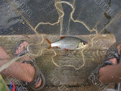 Catching a small roach fish