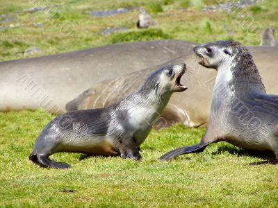 Wild Seal