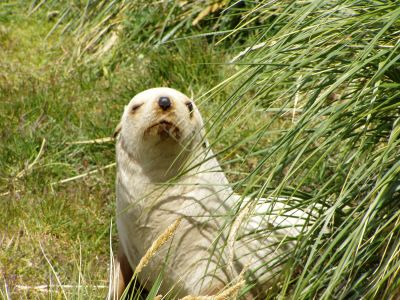 Wild Seal