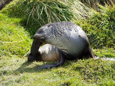 Wild Seal