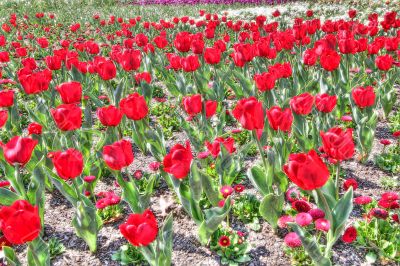 red tulip