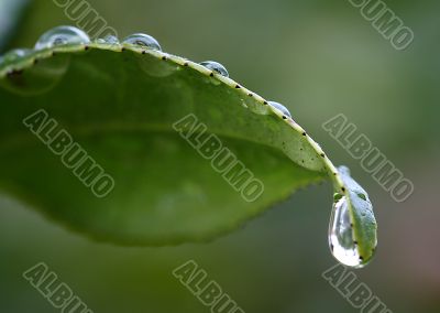 Green Leaf Macro