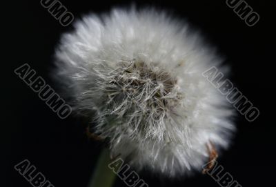 dandelion