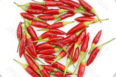 HOT Chilli