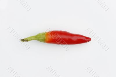 HOT Chilli