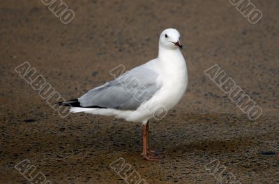 seagull