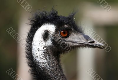 wild emu