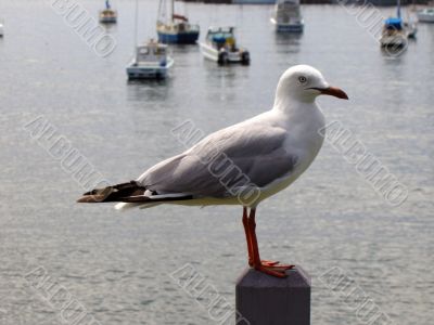 seagull