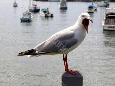 seagull