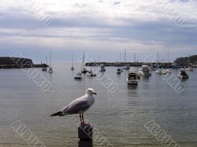 seagull