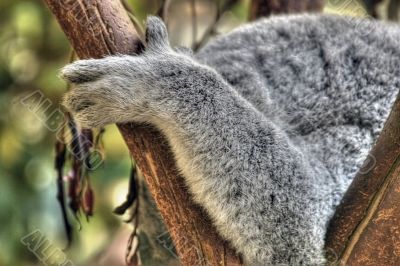 koala up a tree