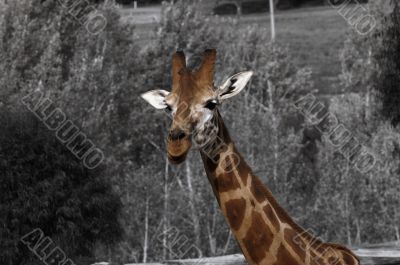 giraffe