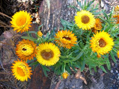 Wild Sunflowers