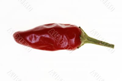 HOT Chilli