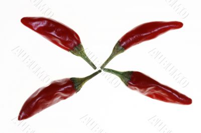 HOT Chilli