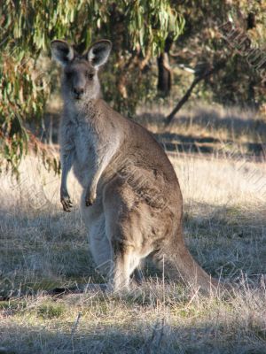 Kangaroo