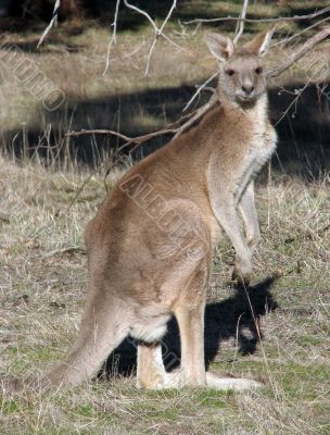 Kangaroo