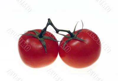  fresh tomatos