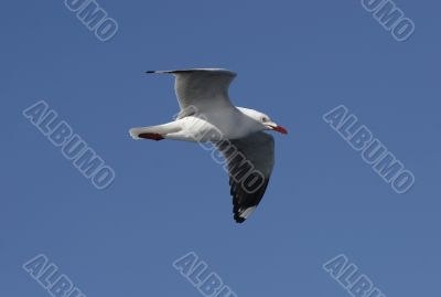 seagull