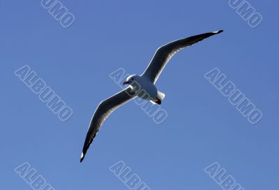 seagull