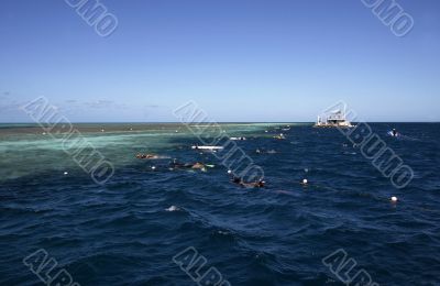 snorkeling at the great barrier reef